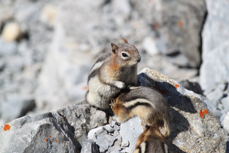 Ground Squirrel - Banff, AB